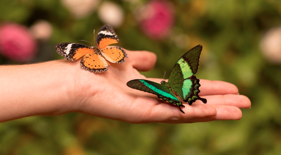 Two beautiful butterflies
