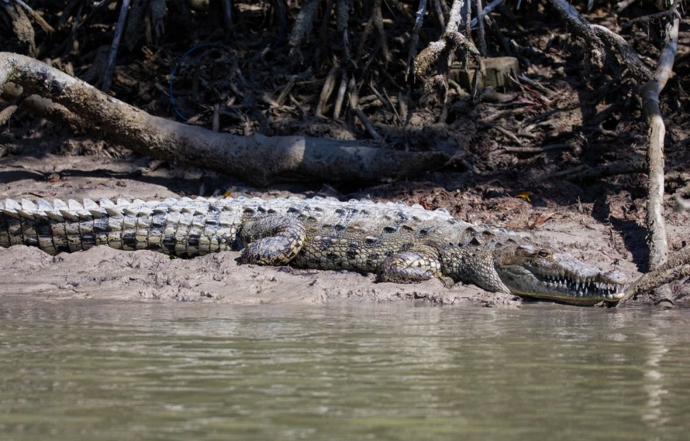 Aligator in a swamp