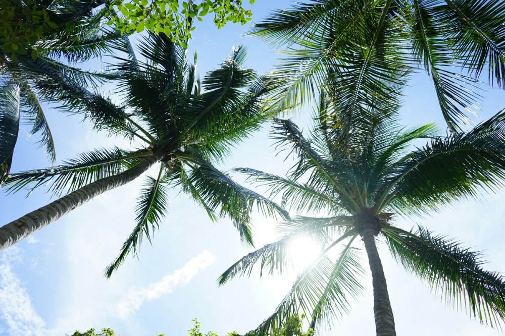 Coconut trees under a clear sky