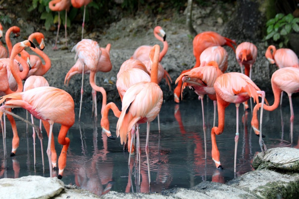 Flamboyance in a pond