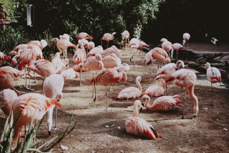 Flamingo Gardens