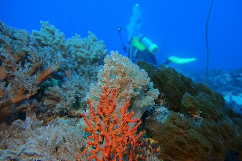 Beautiful view of coral reefs