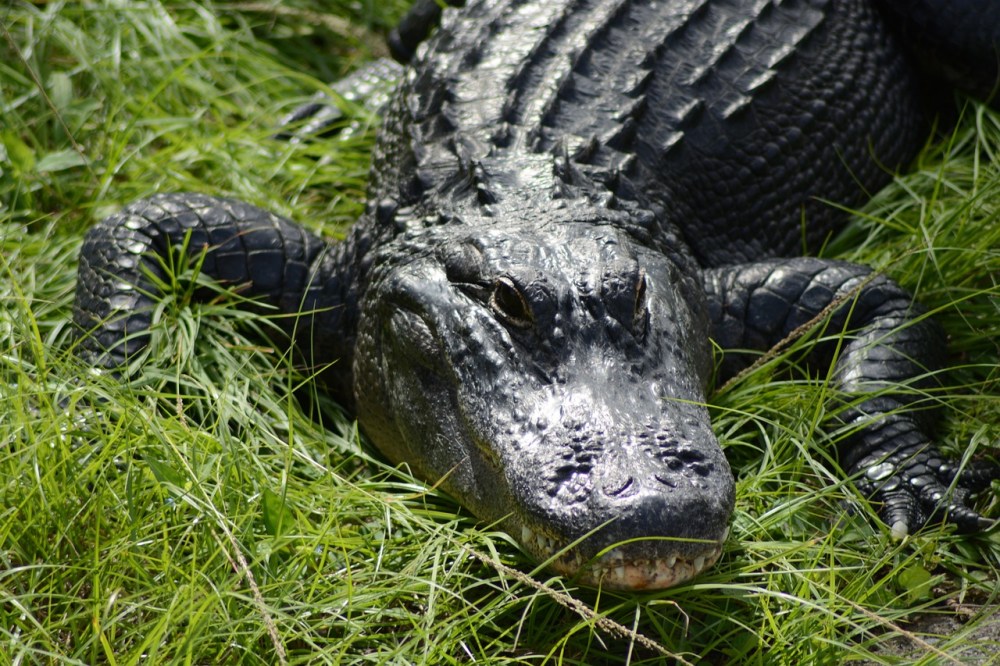  Native alligators on Fort Lauderdale's swampy waters