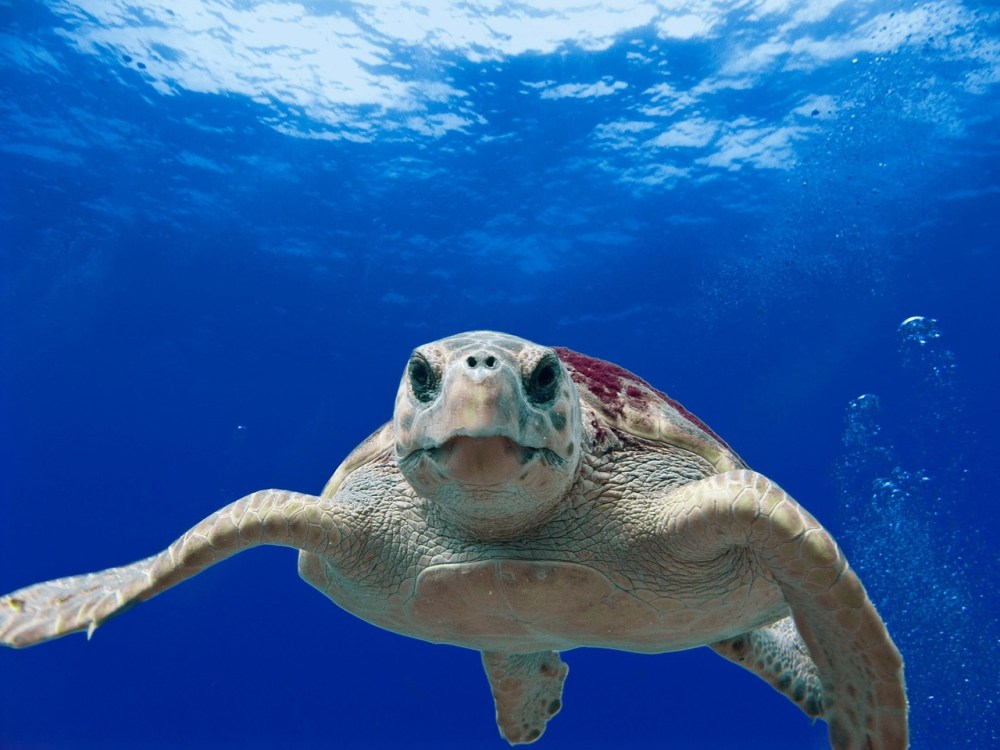 Fort Lauderdale's loggerhead sea turtles