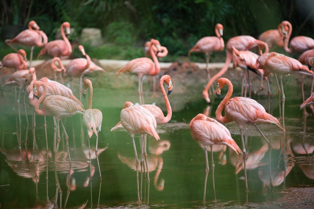 Flamingo Gardens in Fort Lauderdale